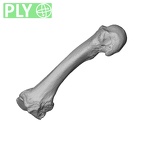 NH MER36 264 Gorilla gorilla gorilla metacarpal second left ply