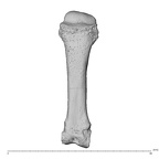 NH MER36 264 Gorilla gorilla gorilla metacarpal third left dorsal