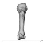 NH MER36 264 Gorilla gorilla gorilla metacarpal third left palmar