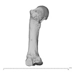 NH MER36 264 Gorilla gorilla gorilla metacarpal third left radial