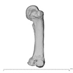 NH MER36 264 Gorilla gorilla gorilla metacarpal third left ulnar