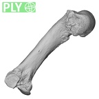NH MER36 264 Gorilla gorilla gorilla metacarpal third left ply