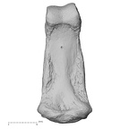NH ZEN6 32 Gorilla gorilla gorilla hand phalanx fourth middle right palmar