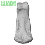 NH ZEN6 32 Gorilla gorilla gorilla hand phalanx fourth middle right ply