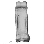NH ZEN6 32 Gorilla gorilla gorilla hand phalanx fourth proximal right palmar