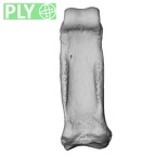 NH ZEN6 32 Gorilla gorilla gorilla hand phalanx fourth proximal right ply
