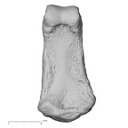 NH ZEN6 32 Gorilla gorilla gorilla hand phalanx second middle right palmar