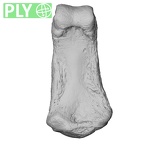 NH ZEN6 32 Gorilla gorilla gorilla hand phalanx second middle right ply