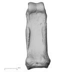 NH ZEN6 32 Gorilla gorilla gorilla hand phalanx second proximal right palmar