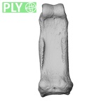 NH ZEN6 32 Gorilla gorilla gorilla hand phalanx second proximal right ply