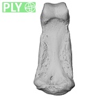 NH ZEN6 32 Gorilla gorilla gorilla hand phalanx third middle right ply