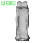 NH ZEN6 32 Gorilla gorilla gorilla hand phalanx third proximal right ply