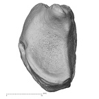 NH ZEN6 32 Gorilla gorilla gorilla lunate right distal