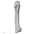 NH ZEN6 32 Gorilla gorilla gorilla metacarpal fifth right palmar