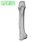NH ZEN6 32 Gorilla gorilla gorilla metacarpal fifth right ply