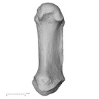 NH ZEN6 32 Gorilla gorilla gorilla metacarpal first right palmar