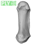 NH ZEN6 32 Gorilla gorilla gorilla metacarpal first right ply