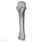 NH ZEN6 32 Gorilla gorilla gorilla metacarpal fourth right palmar