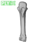 NH ZEN6 32 Gorilla gorilla gorilla metacarpal fourth right ply