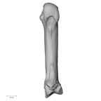 NH ZEN6 32 Gorilla gorilla gorilla metacarpal second right palmar