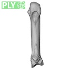 NH ZEN6 32 Gorilla gorilla gorilla metacarpal second right ply