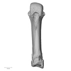 NH ZEN6 32 Gorilla gorilla gorilla metacarpal third right palmar