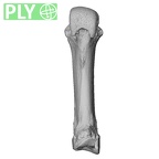 NH ZEN6 32 Gorilla gorilla gorilla metacarpal third right ply