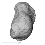 NH ZEN6 32 Gorilla gorilla gorilla pisiform right lateral
