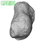 NH ZEN6 32 Gorilla gorilla gorilla pisiform right ply