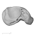 NH ZEN6 32 Gorilla gorilla gorilla scaphoid right distal