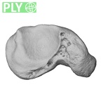 NH ZEN6 32 Gorilla gorilla gorilla scaphoid right ply
