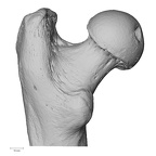 NH CAM1 106 Gorilla gorilla gorilla femur left proximal posterior