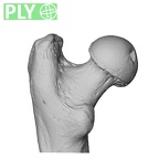NH CAM1 106 Gorilla gorilla gorilla femur left proximal ply