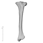 NH CAM1 106 Gorilla gorilla gorilla tibia left anterior