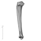 NH CAM1 106 Gorilla gorilla gorilla tibia left lateral