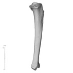 NH CAM1 106 Gorilla gorilla gorilla tibia left medial