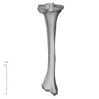 NH CAM1 106 Gorilla gorilla gorilla tibia left posterior