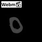 NH CAM1 106 Gorilla gorilla gorilla tibia left ct stack movie
