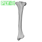 NH CAM1 106 Gorilla gorilla gorilla tibia left ply