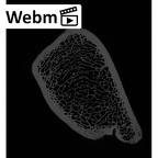 NH CAM1 106 Gorilla gorilla gorilla tibia left distal ct stack movie