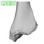 NH CAM1 106 Gorilla gorilla gorilla tibia left distal ply