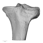 NH CAM1 106 Gorilla gorilla gorilla tibia left proximal anterior