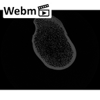 NH CAM1 106 Gorilla gorilla gorilla tibia left proximal ct stack movie