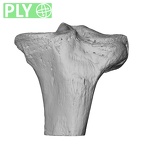 NH CAM1 106 Gorilla gorilla gorilla tibia left proximal ply