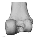NH MER32 300 Gorilla gorilla gorilla femur right distal posterior