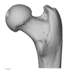 NH MER32 300 Gorilla gorilla gorilla femur right proximal posterior