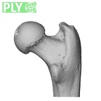 NH MER32 300 Gorilla gorilla gorilla femur right proximal ply
