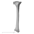 NH MER32 300 Gorilla gorilla ssp. tibia right anterior