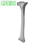 NH MER32 300 Gorilla gorilla ssp. tibia right ply