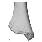 NH MER32 300 Gorilla gorilla ssp. tibia right distal anterior